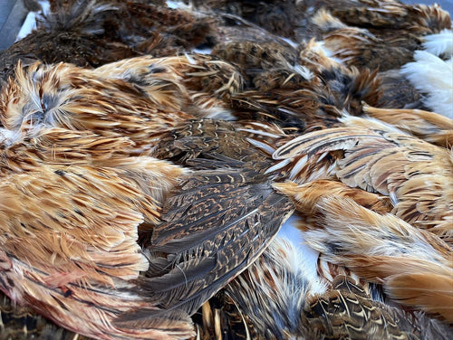 Chicky Bone Farms Quail Hackle