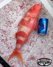S&P Shrimps