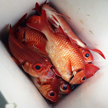 Red Fish Dreams Menpachi Flies