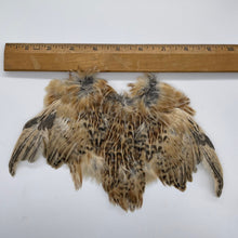 Chicky Bone Farms Quail Hackle