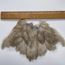 Chicky Bone Farms Quail Hackle