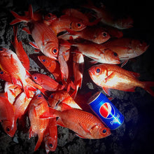 RFD - Red Fish Dreams Menpachi Flies