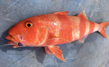 Guava - 3 Pack