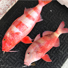 S&P Shrimps