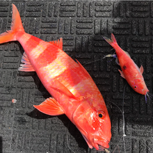 S&P Shrimps