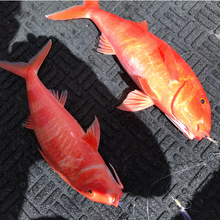 S&P Shrimps