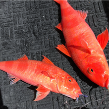 S&P Shrimps