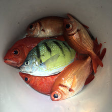 RFD - Red Fish Dreams Menpachi Flies