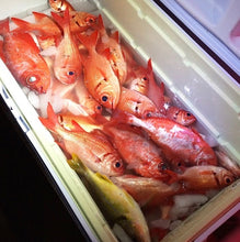 RFD - Red Fish Dreams Menpachi Flies
