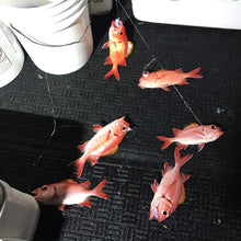 RFD - Red Fish Dreams Menpachi Flies