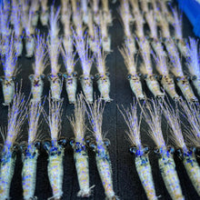 S&P Shrimps
