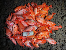 RFD - Red Fish Dreams Menpachi Flies